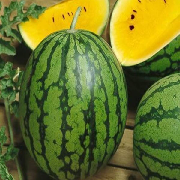 1 Packet F1 WATERMELON CLIMAX YELLOW Omaxe Seeds By Savyata Stores For Kitchen Garden - Image 3