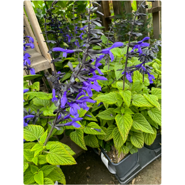 20+ seed Of Salvia 'Black & Blue' plants Flower Seeds, Top Rare Flower - Image 5