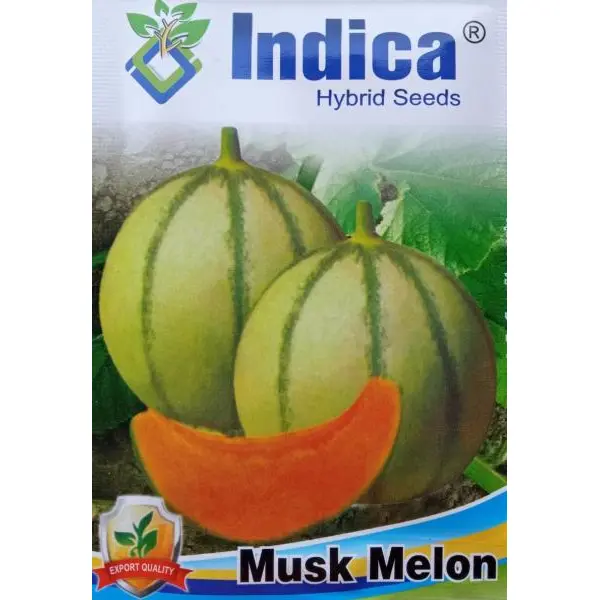 Fruit Seeds - 1 Packet Musk Melon Seeds 3 Gram - Image 2