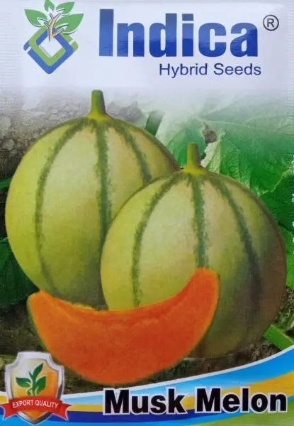 Fruit Seeds - 1 Packet Musk Melon Seeds 3 Gram