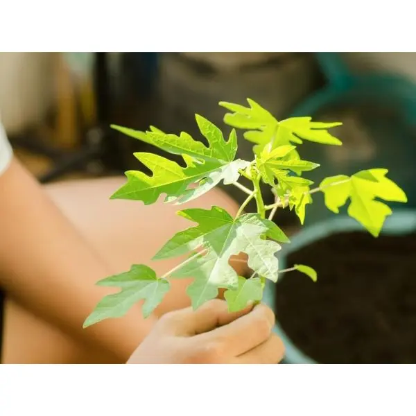 Fruit Seeds - F2 Papaya Scarlet Red 786 10 Plus Papaya Seeds - Image 2