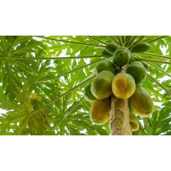 Fruit Seeds - F2 Papaya Scarlet Red 786 10 Plus Papaya Seeds - Image 3