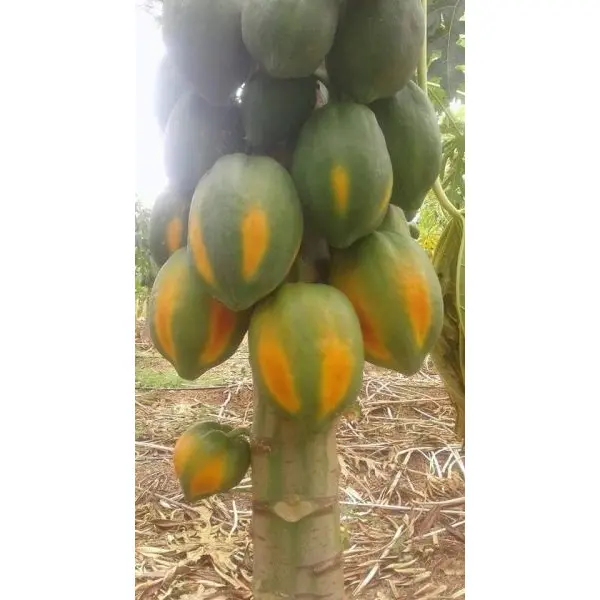 Fruit Seeds - F2 Papaya Scarlet Red 786 10 Plus Papaya Seeds - Image 4