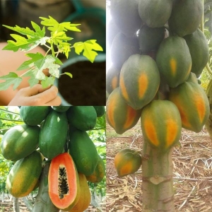 Fruit Seeds - F2 Papaya Scarlet Red 786 10 Plus Papaya Seeds