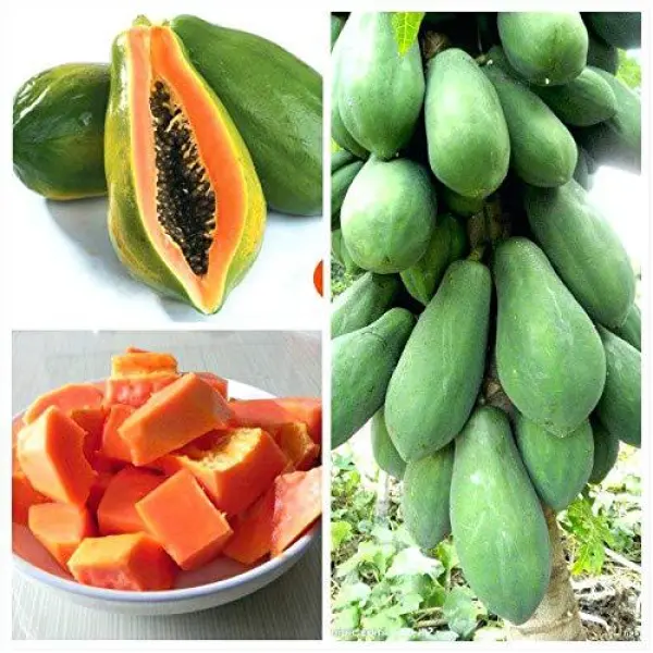 Fruit Seeds - F2 Papaya Scarlet Red 786 10 Plus Papaya Seeds - Image 5