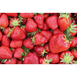 Fruit Seeds - Strawberry Seeds - Alpine Fragaria 20 Plus Seeds
