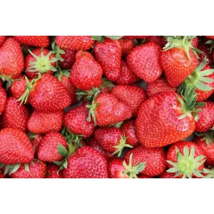Fruit Seeds - Strawberry Seeds - Alpine Fragaria 20 Plus Seeds