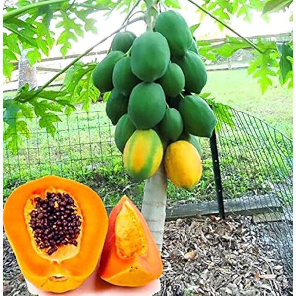 Fruits Seed - 1 Packet Papaya Madhu Seeds By Savyata Stores For Kitchen Garden - Image 2