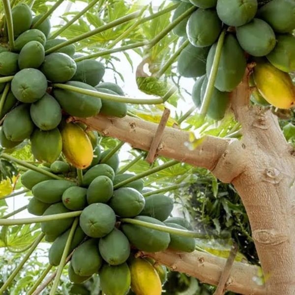 Fruits Seed - 1 Packet Papaya Madhu Seeds By Savyata Stores For Kitchen Garden - Image 3