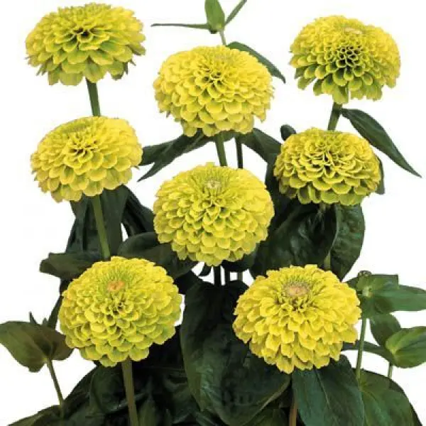 Ginni Zinnia Giant Yellow (Hybrid) Summer Flower 20 Seeds For Garden And Balcony - Image 2