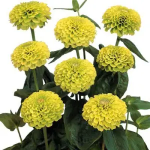 Ginni Zinnia Giant Yellow (Hybrid) Summer Flower 20 Seeds For Garden And Balcony