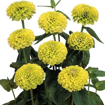 Ginni Zinnia Giant Yellow (Hybrid) Summer Flower 20 Seeds For Garden And Balcony