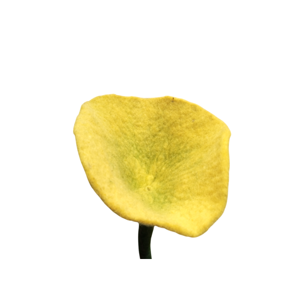Hand-Felted Woolen Flower Decoration - 100% Wool, Made in Nepal, 45 cm - Image 3