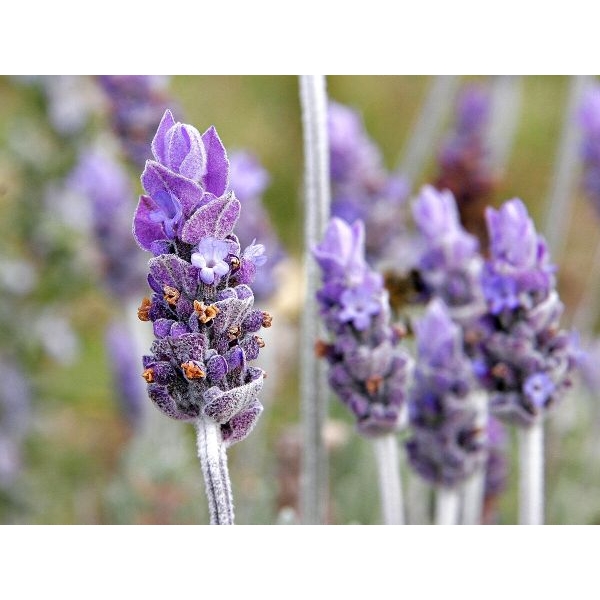 Herb Seeds - 20+ Loose Packed Seed Of Lavender Seeds - Image 2