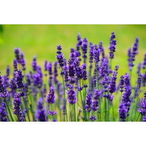 Herb Seeds - 20+ Loose Packed Seed Of Lavender Seeds