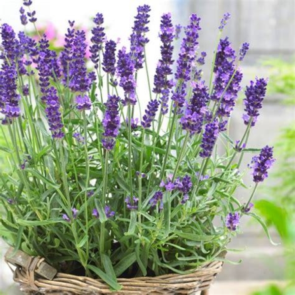 Herb Seeds - 20+ Loose Packed Seed Of Lavender Seeds - Image 5