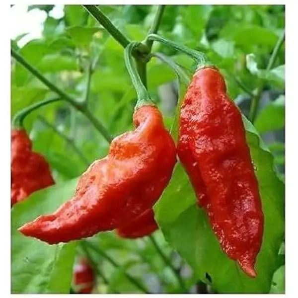 HOTTEST FIRE PEPPER Seed - 1 Packet BHOOT JHOLKIA GHOOST PEPPER Omaxe Seeds By Savyata Stores For Kitchen Garden - Image 2