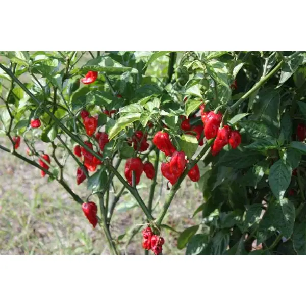 HOTTEST FIRE PEPPER Seed - 1 Packet BHOOT JHOLKIA GHOOST PEPPER Omaxe Seeds By Savyata Stores For Kitchen Garden - Image 4