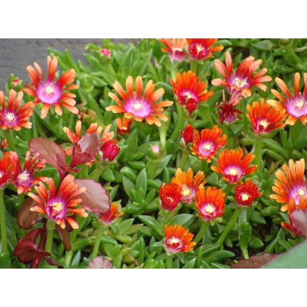 Ice Plant Mixed Color 20 Seeds - Image 2
