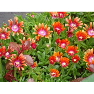 Ice Plant Mixed Color 20 Seeds