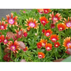 Ice Plant Mixed Color 20 Seeds