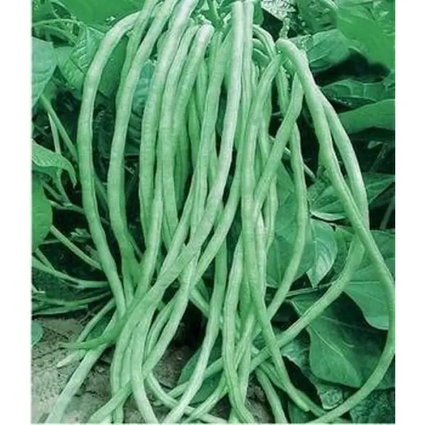 Long Bean Seeds 20 Seeds Bean - Image 2