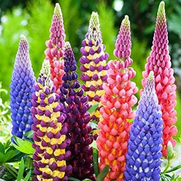 Lupin-Pixie Dwarf Seeds Flowering Plants Seeds Garden and Balcony Plant 20 Seeds - Image 2