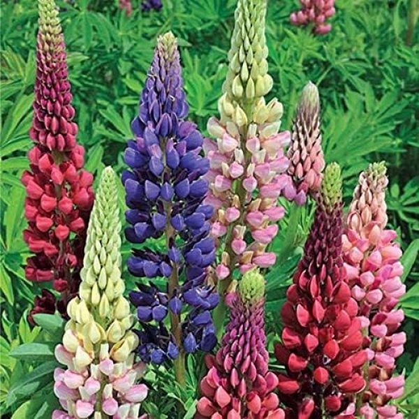 Lupin-Pixie Dwarf Seeds Flowering Plants Seeds Garden and Balcony Plant 20 Seeds - Image 3