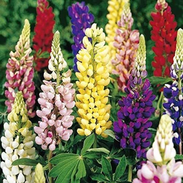 Lupin-Pixie Dwarf Seeds Flowering Plants Seeds Garden and Balcony Plant 20 Seeds - Image 4