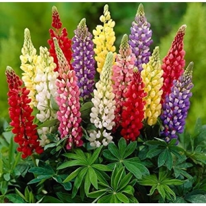 Lupin-Pixie Dwarf Seeds Flowering Plants Seeds Garden and Balcony Plant 20 Seeds
