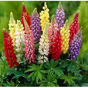 Lupin-Pixie Dwarf Seeds Flowering Plants Seeds Garden and Balcony Plant 20 Seeds