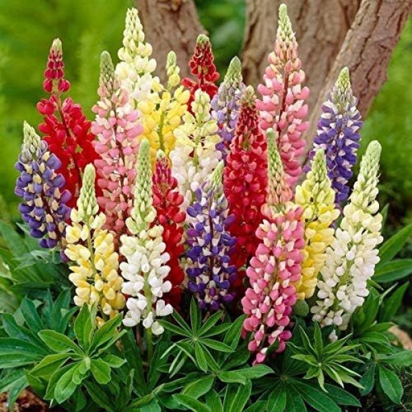 Lupin-Pixie Dwarf Seeds Flowering Plants Seeds Garden and Balcony Plant 20 Seeds - Image 5