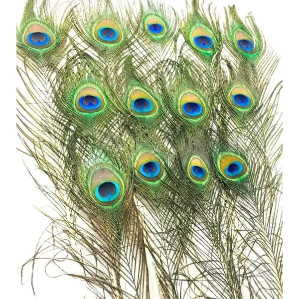 Mayurko Puwakh (Peacock Feather) Set of 5 pcs By Mitrata - Image 3