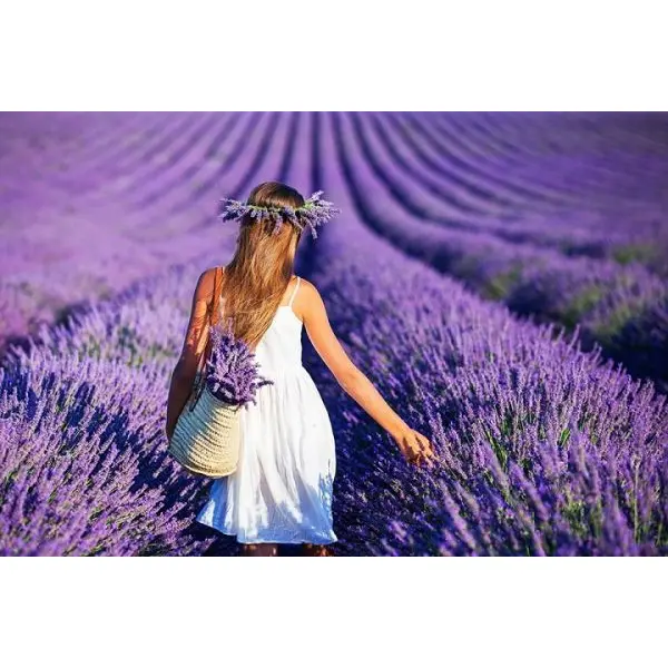 Most Demanded 1 Packet Herb Seeds For Home Garden - 50 Plus seeds - Image 2