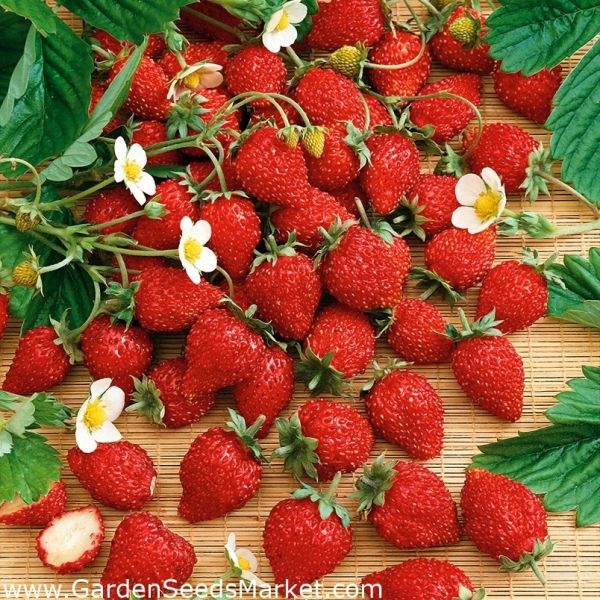 Multiple fruit - 1 Packet Strawberry Alpine Fragaria Omaxe Seeds By Savyata Stores For Kitchen Garden - Image 3