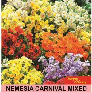 Nemesia Carnival Mixed 20 Plus Flower Seeds Pack For Home Garden, Kitchen Garden, Balcony and Kausi Kheti