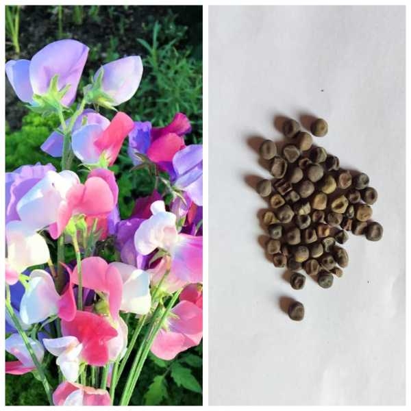 Pack Of Sweet Pea Flower Seeds Mixed (20 Plus Seed) - Loose Pack - Image 2