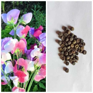 Pack Of Sweet Pea Flower Seeds Mixed (20 Plus Seed) - Loose Pack