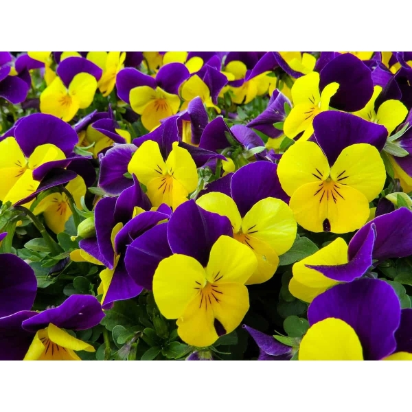 Pansy Flower Seeds (1 Packet) - Image 4