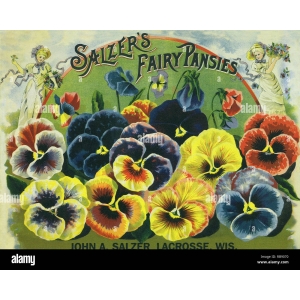 Pansy Flower Seeds (1 Packet)