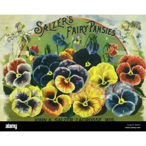 Pansy Flower Seeds (1 Packet)