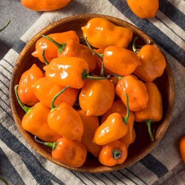 PEPPER Seed - 1 Packet PEPPER HABANERO ORANGE Omaxe Seeds By Savyata Stores For Kitchen Garden - Image 2