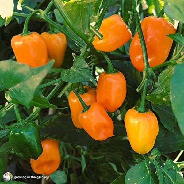 PEPPER Seed - 1 Packet PEPPER HABANERO ORANGE Omaxe Seeds By Savyata Stores For Kitchen Garden - Image 3