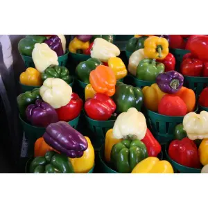 Pepper Seeds 5 pack different colors Ukraine Heirloom - Vegetable Seeds