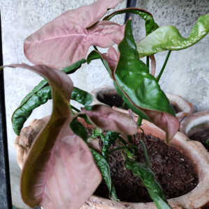 philodendron pink princess plant 1