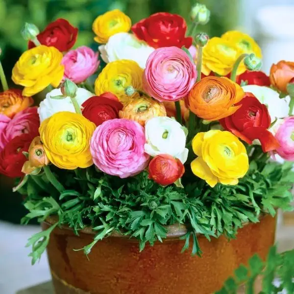 Ranunculus Asiaticus Mache Mix,10 Seeds, Persian Buttercups, - Image 2