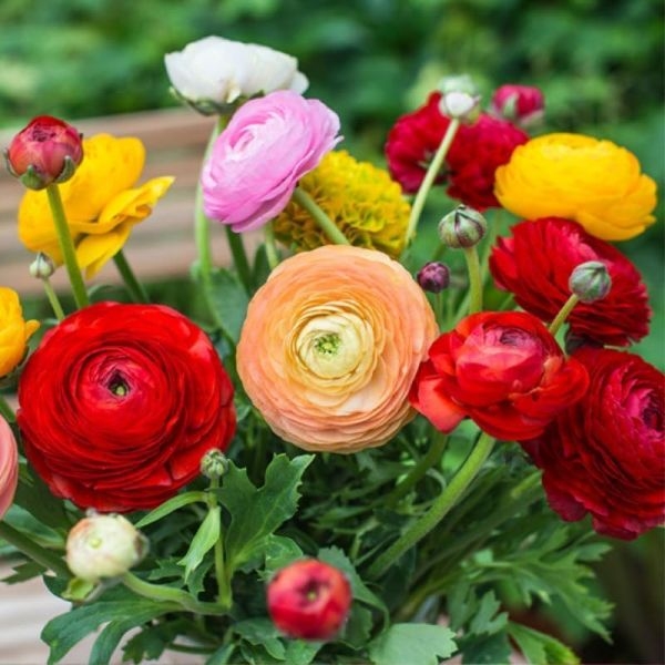 Ranunculus Asiaticus Mache Mix,10 Seeds, Persian Buttercups, - Kinaun ...