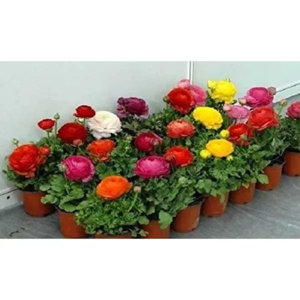 Ranunculus Asiaticus Mache Mix,10 Seeds, Persian Buttercups, - Image 4