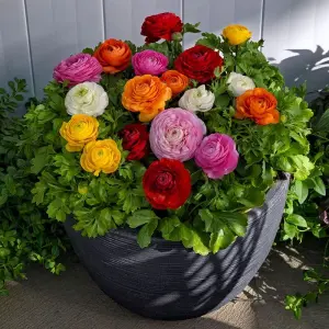 Ranunculus Asiaticus Mache Mix,10 Seeds, Persian Buttercups,