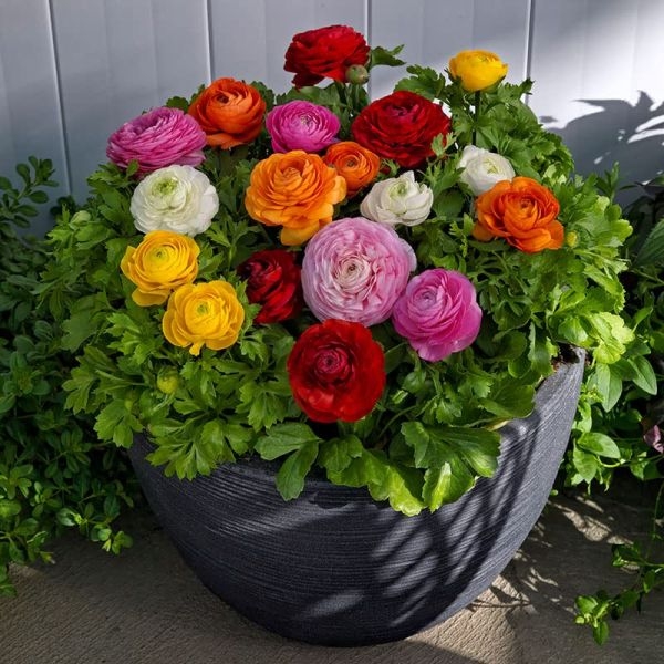Ranunculus Asiaticus Mache Mix,10 Seeds, Persian Buttercups, - Kinaun ...